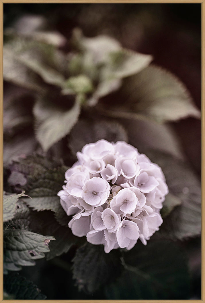 Hortensia