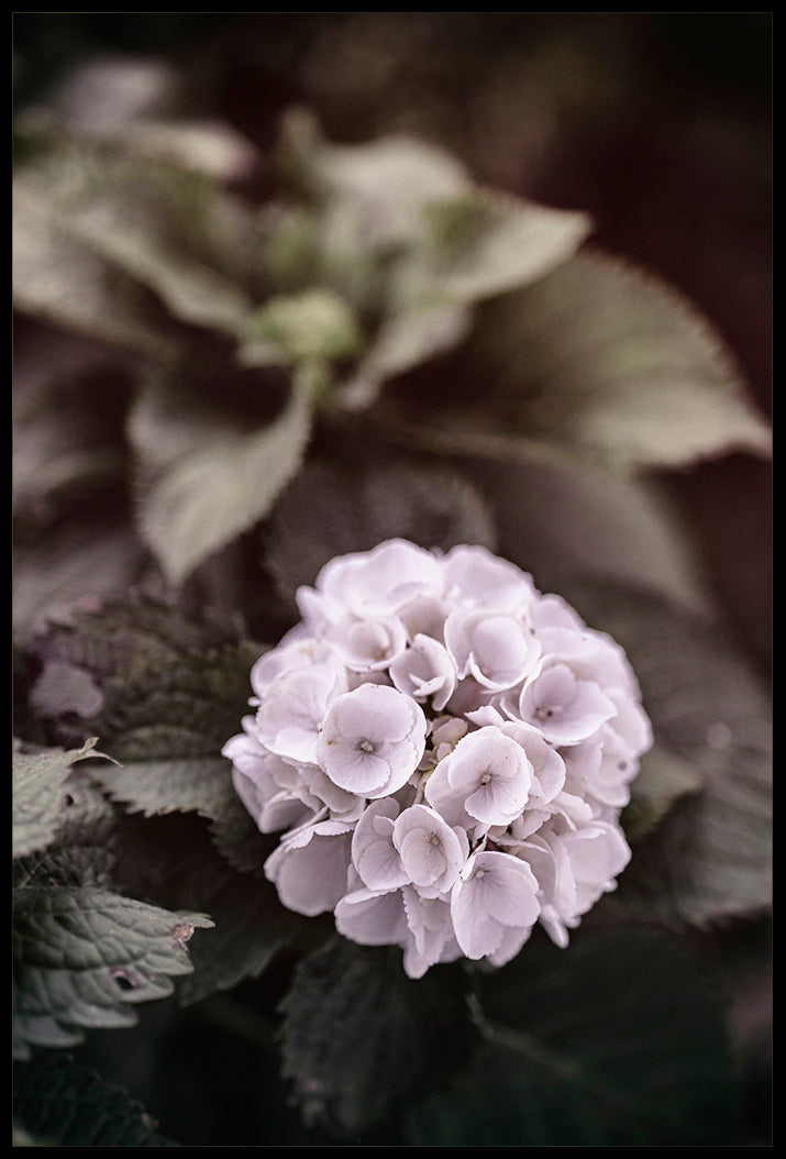 Hortensia
