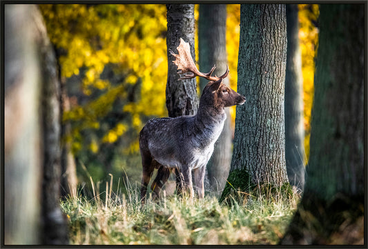 Dåhjorten i Dyrehaven
