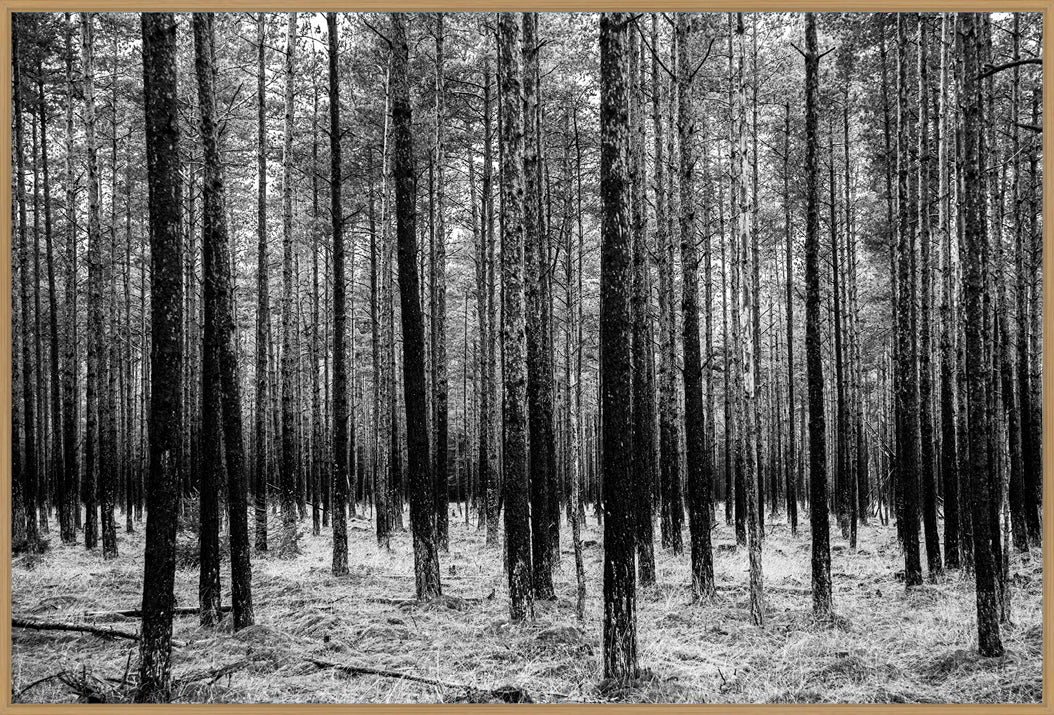 Asserbo Plantage