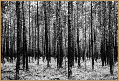 Asserbo Plantage