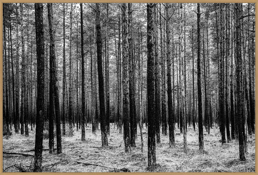 Asserbo Plantage